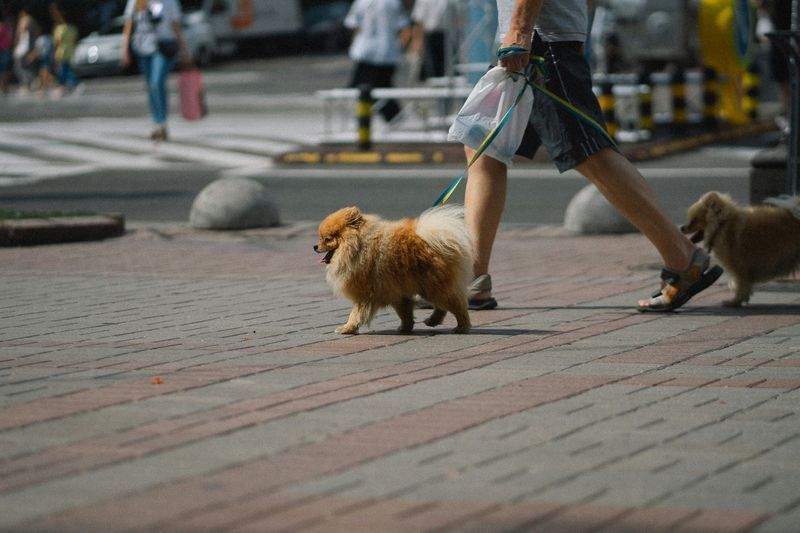 春のお散歩で気をつけたいポイント