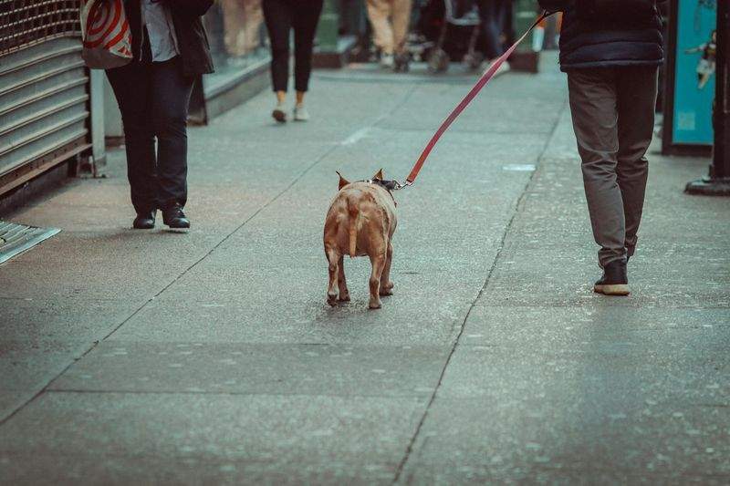 高齢犬の負担を減らしたやさしい散歩サポート